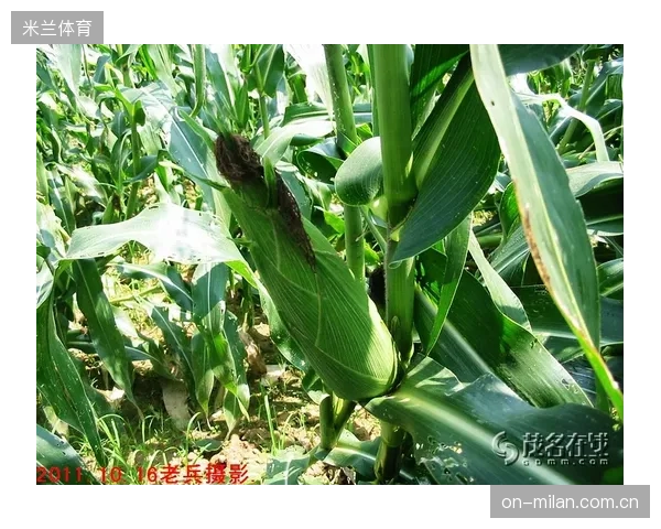 转向玉米、甘蔗等生物基原料，运动服装产业是否在无意中加剧了全球土地和水资源紧张，甚至与粮食安全发生冲突？